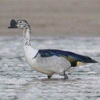 Knob-billed Duck